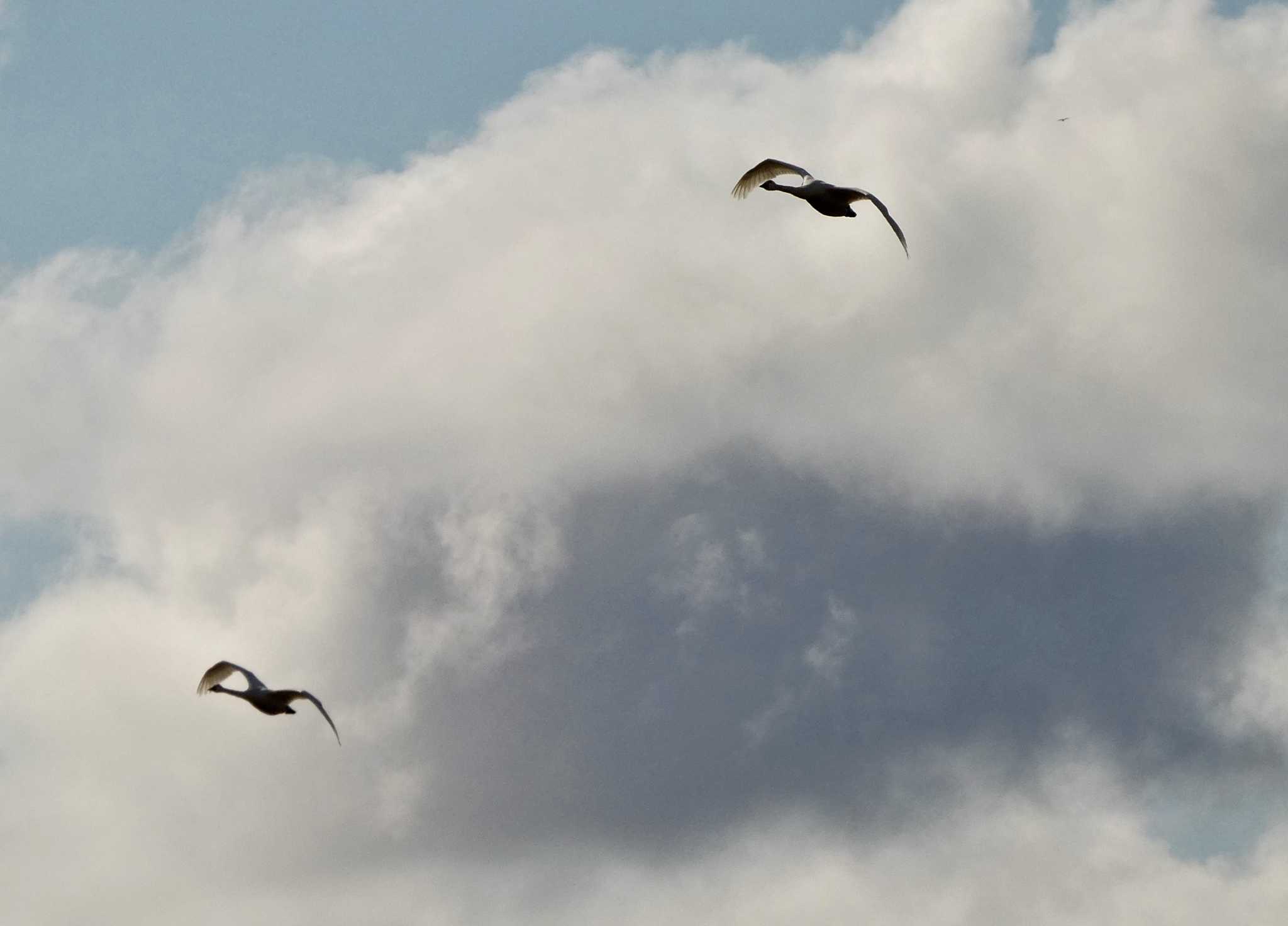 Tundra Swan