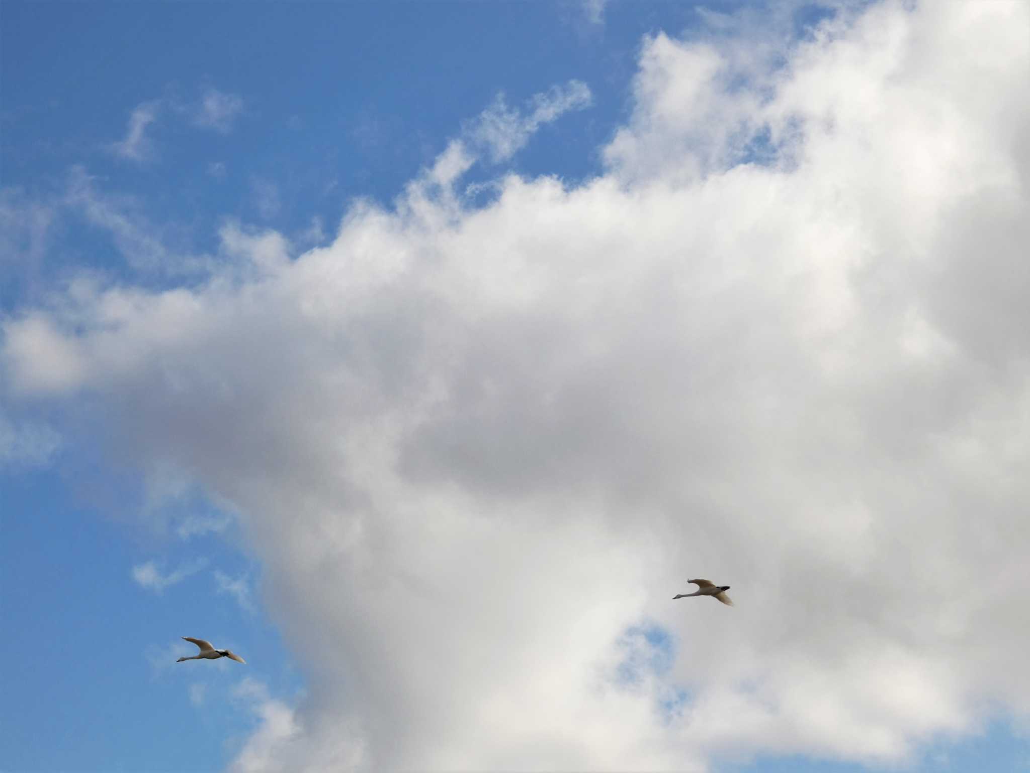 Tundra Swan