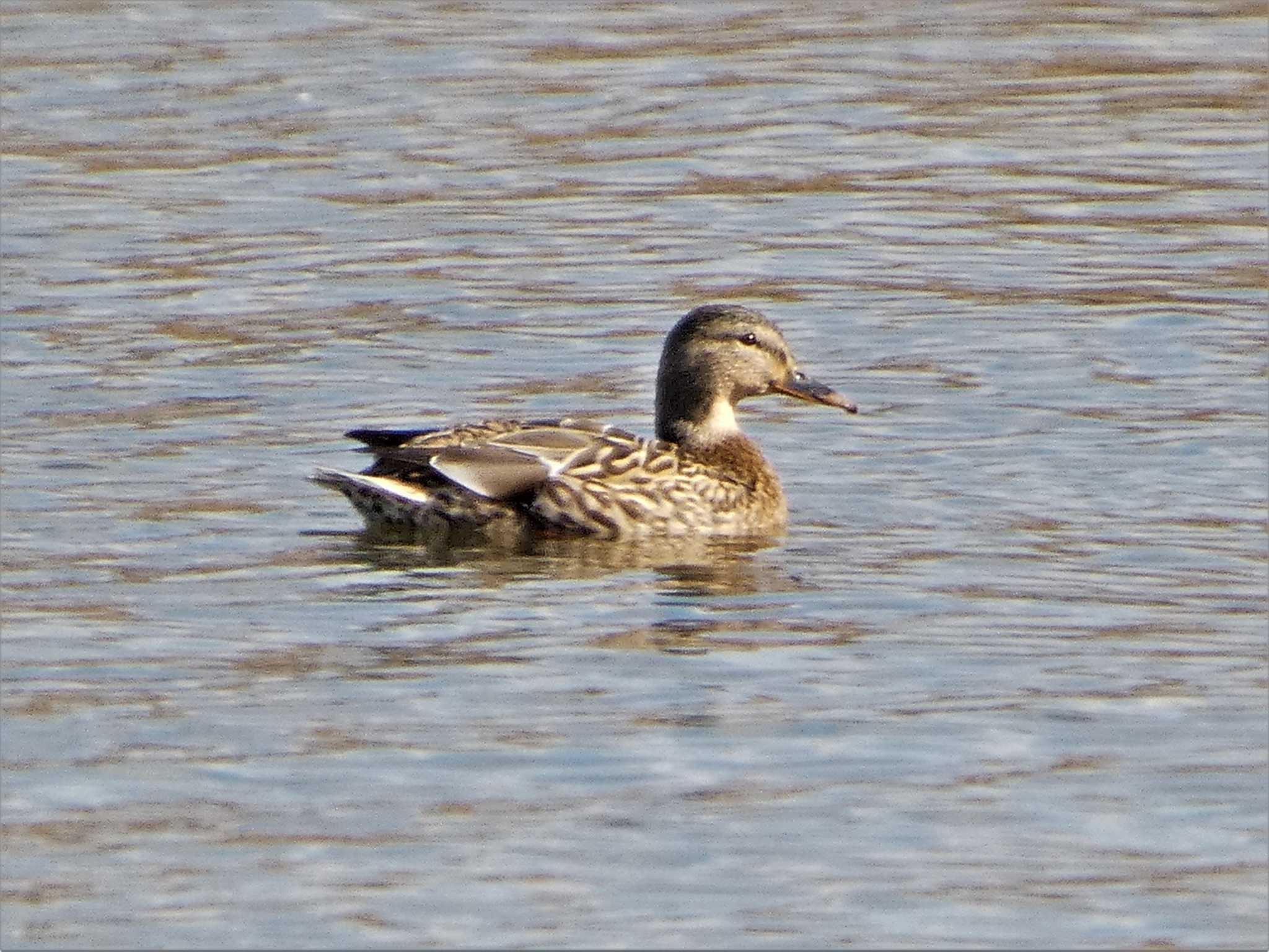 Photo of Gadwall at 河北潟 by koshi