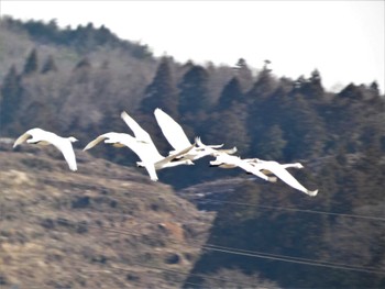 コハクチョウ 河北潟 2023年2月11日(土)