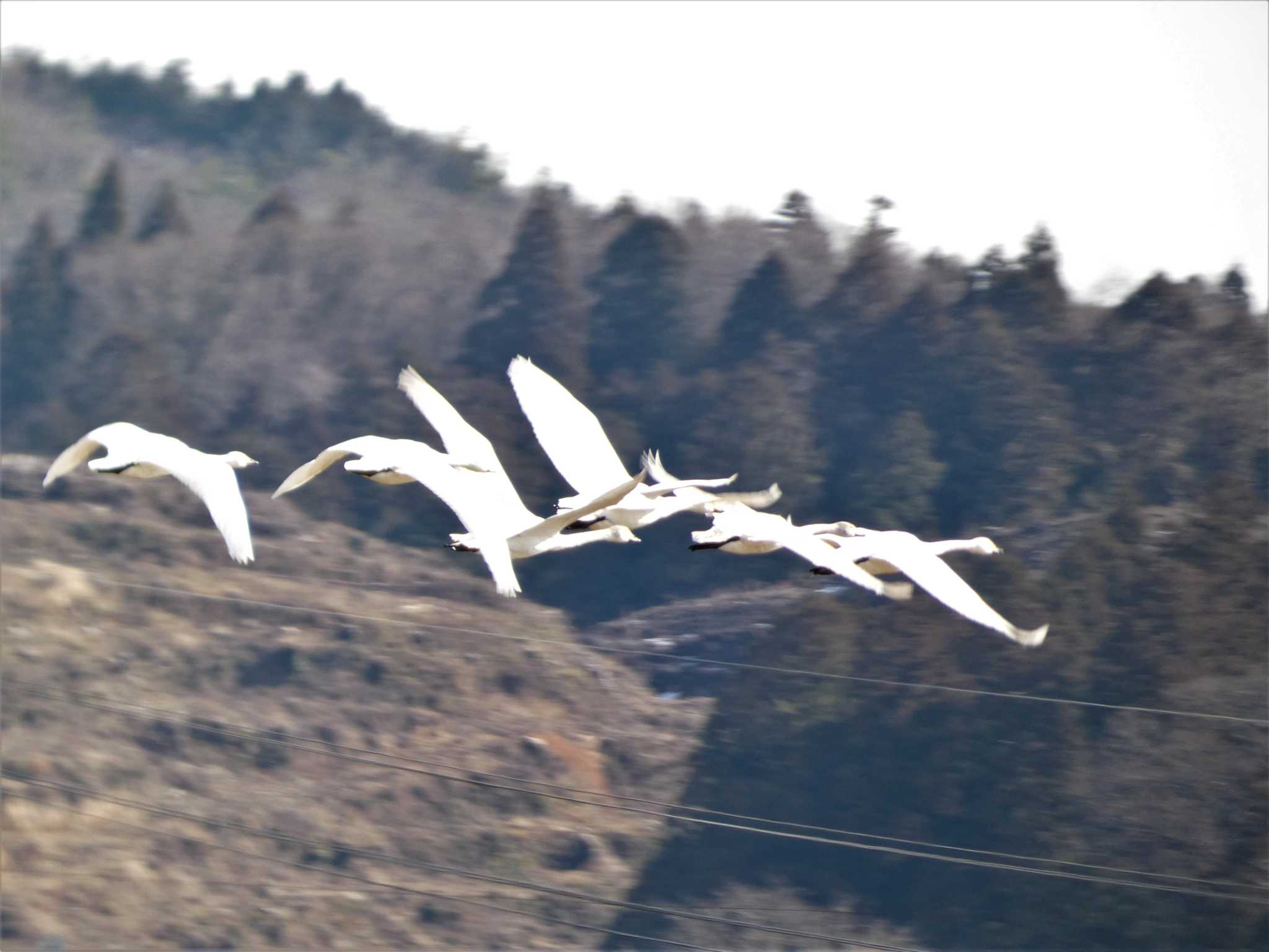 Tundra Swan