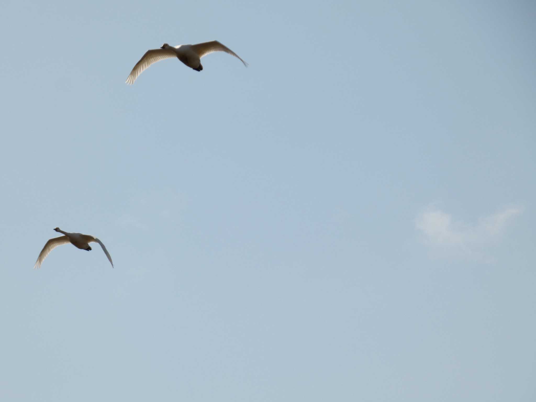 Photo of Tundra Swan at 河北潟 by koshi