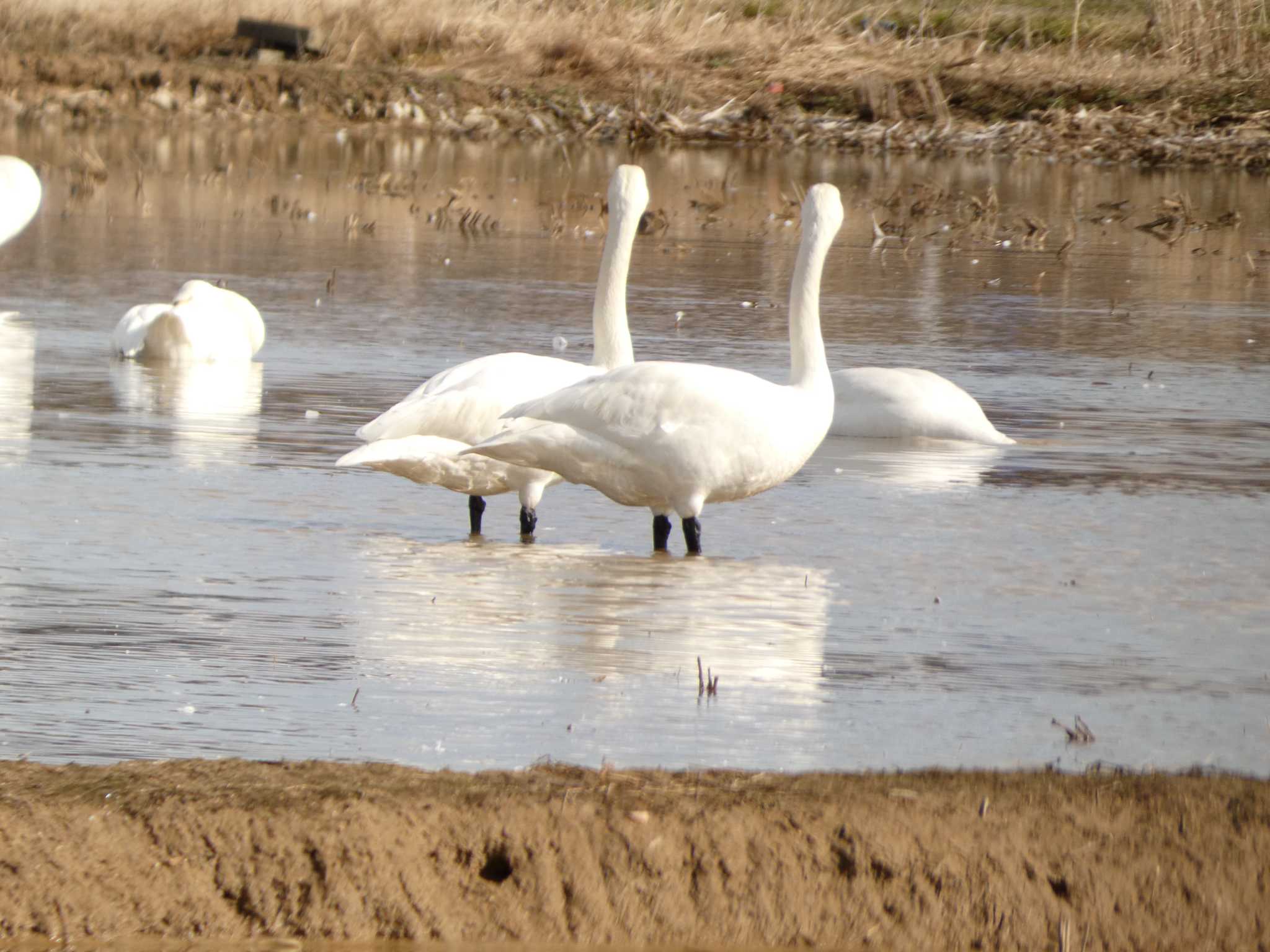 Photo of Tundra Swan at 河北潟 by koshi