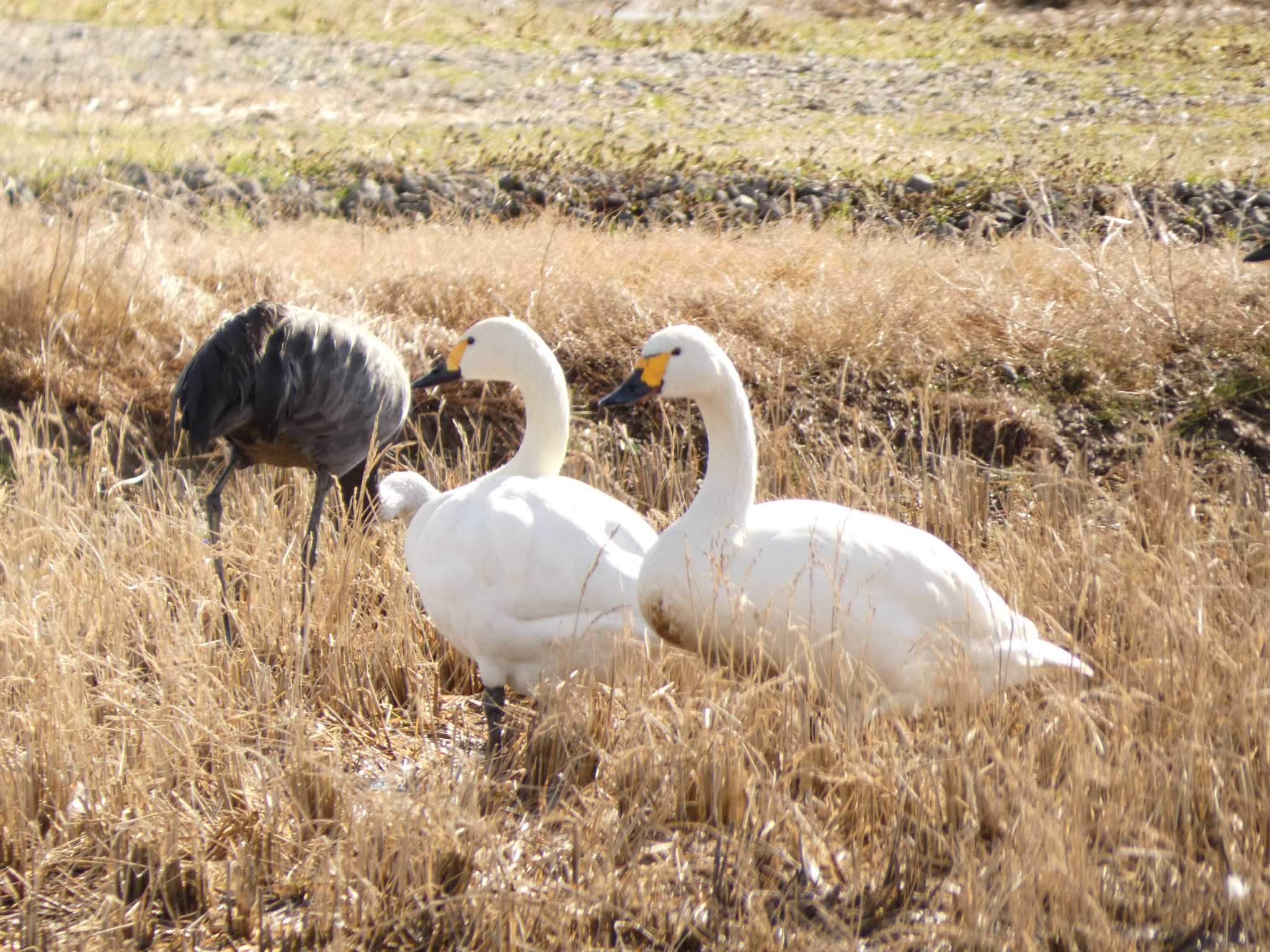 Tundra Swan