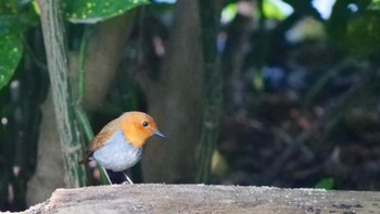 2023年4月16日(日) 大阪城公園の野鳥観察記録