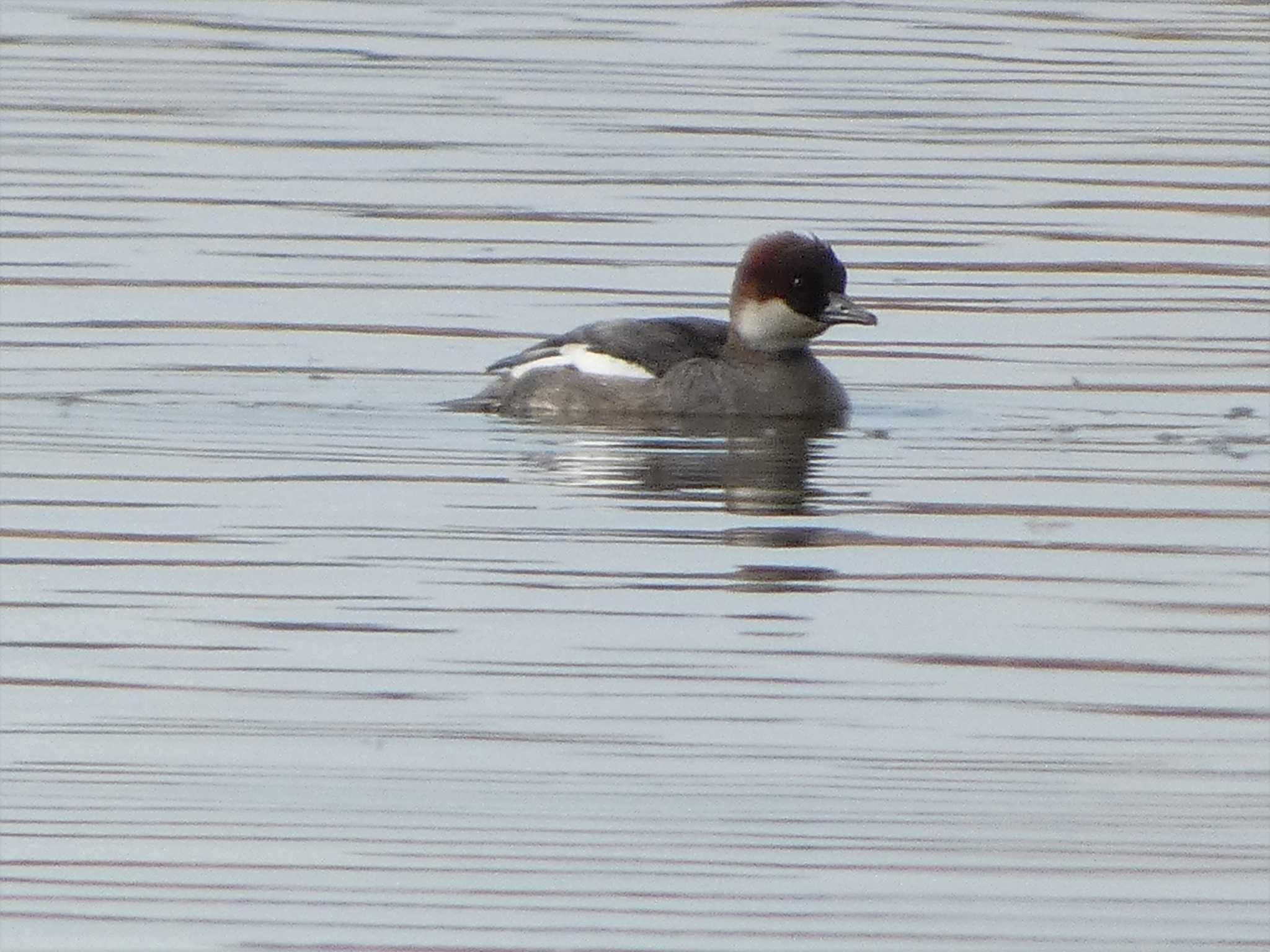 Smew