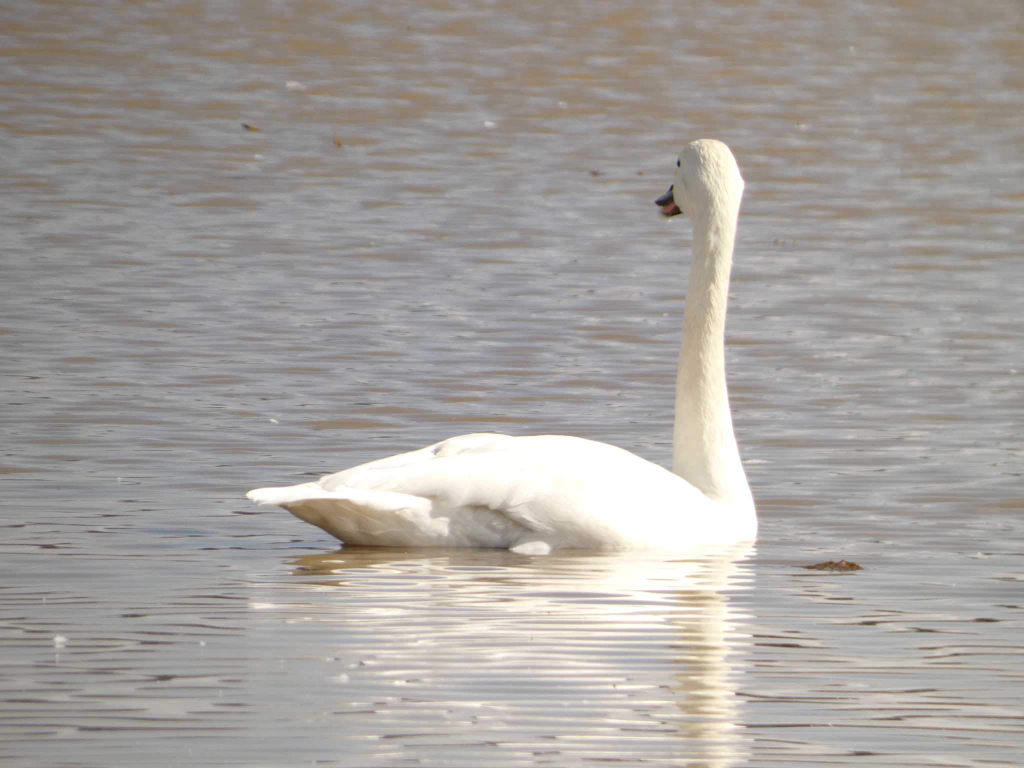 Tundra Swan