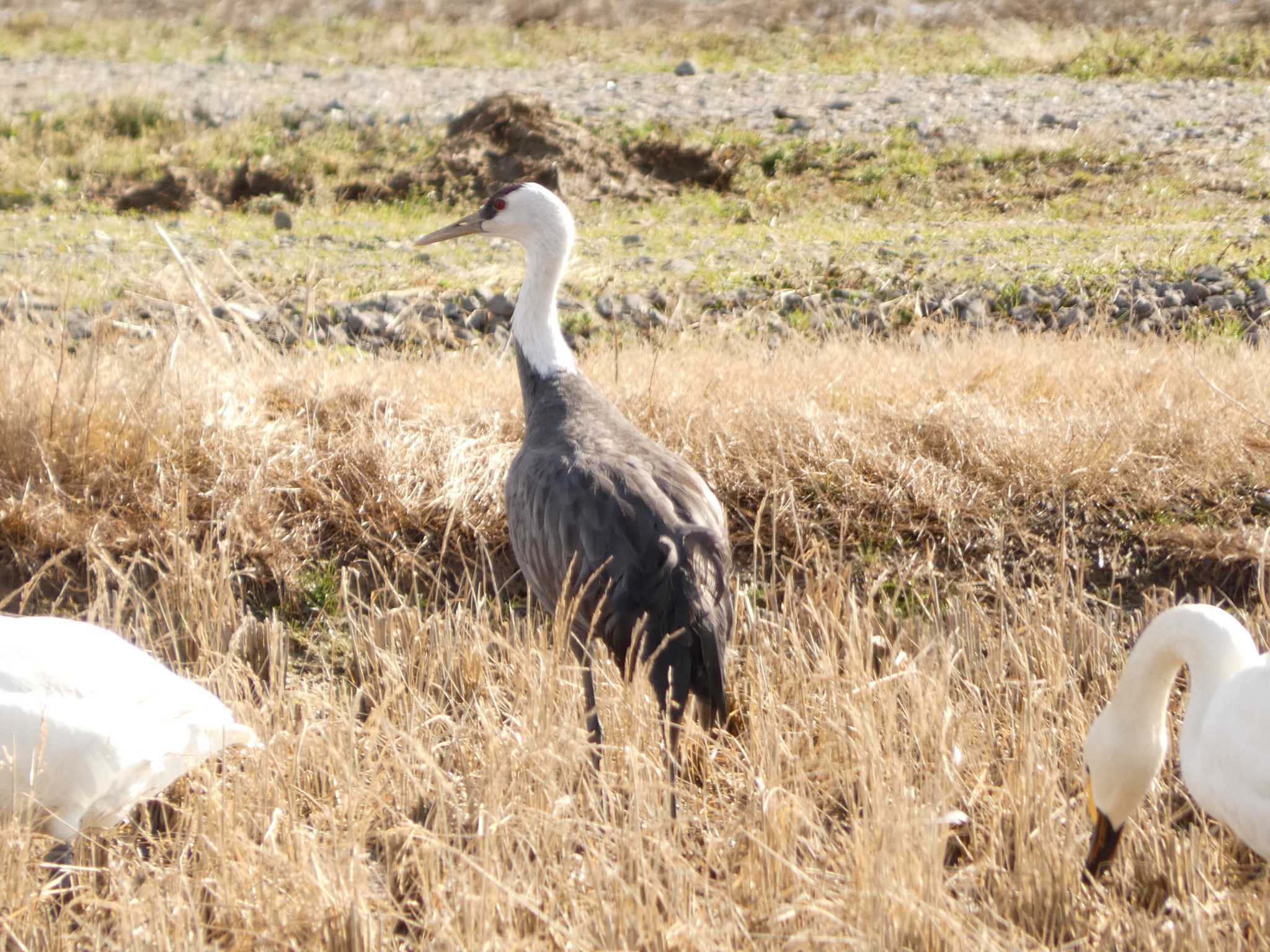 Hooded Crane