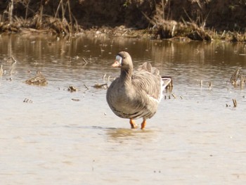 Greater White-fronted Goose 河北潟 Sat, 2/11/2023