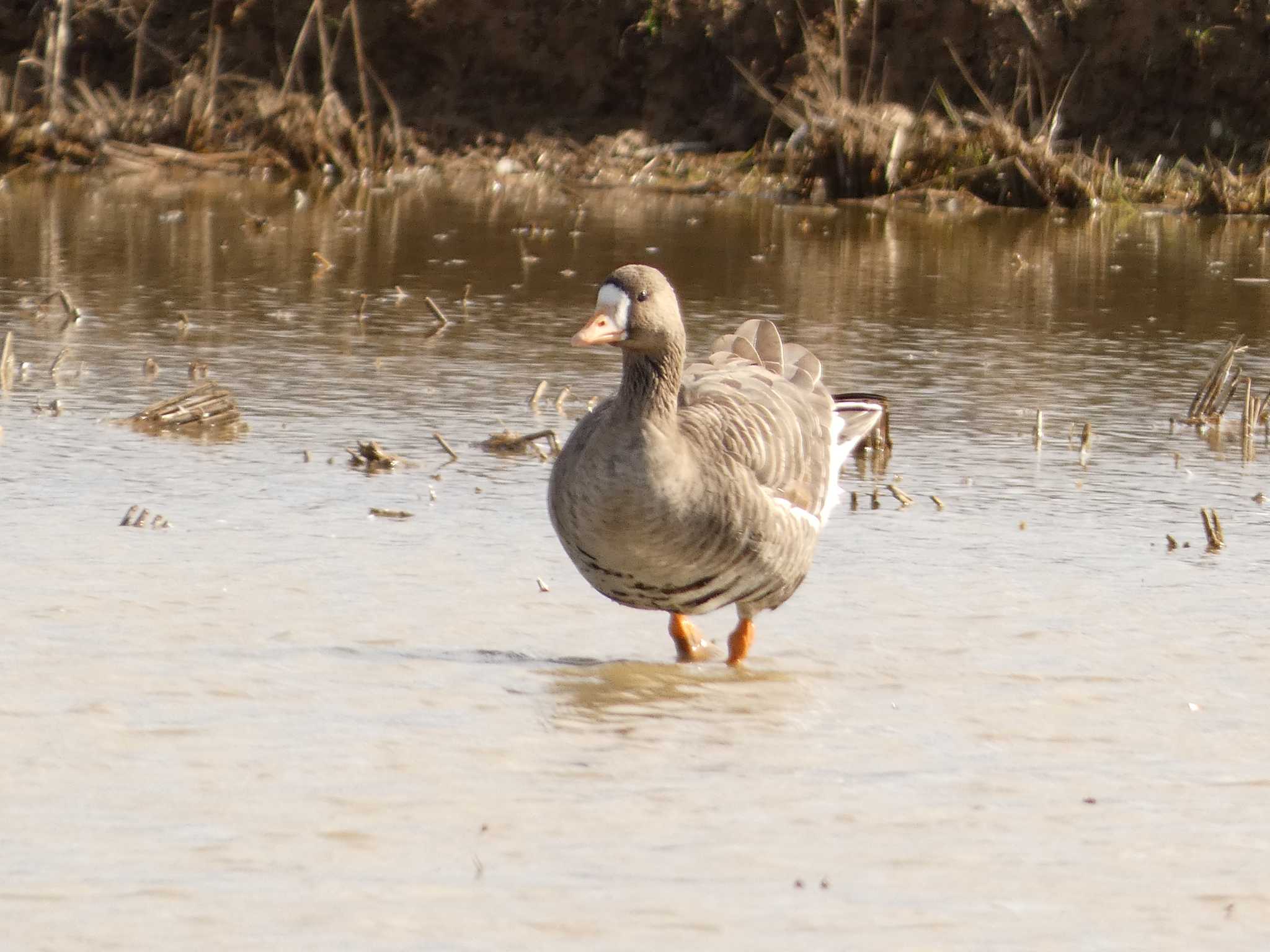 Greater White-fronted Goose