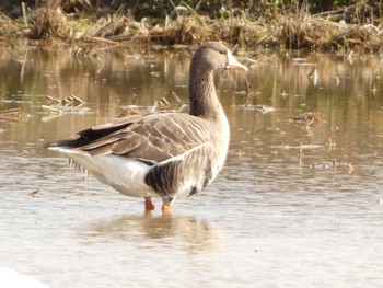 Greater White-fronted Goose 河北潟 Sat, 2/11/2023