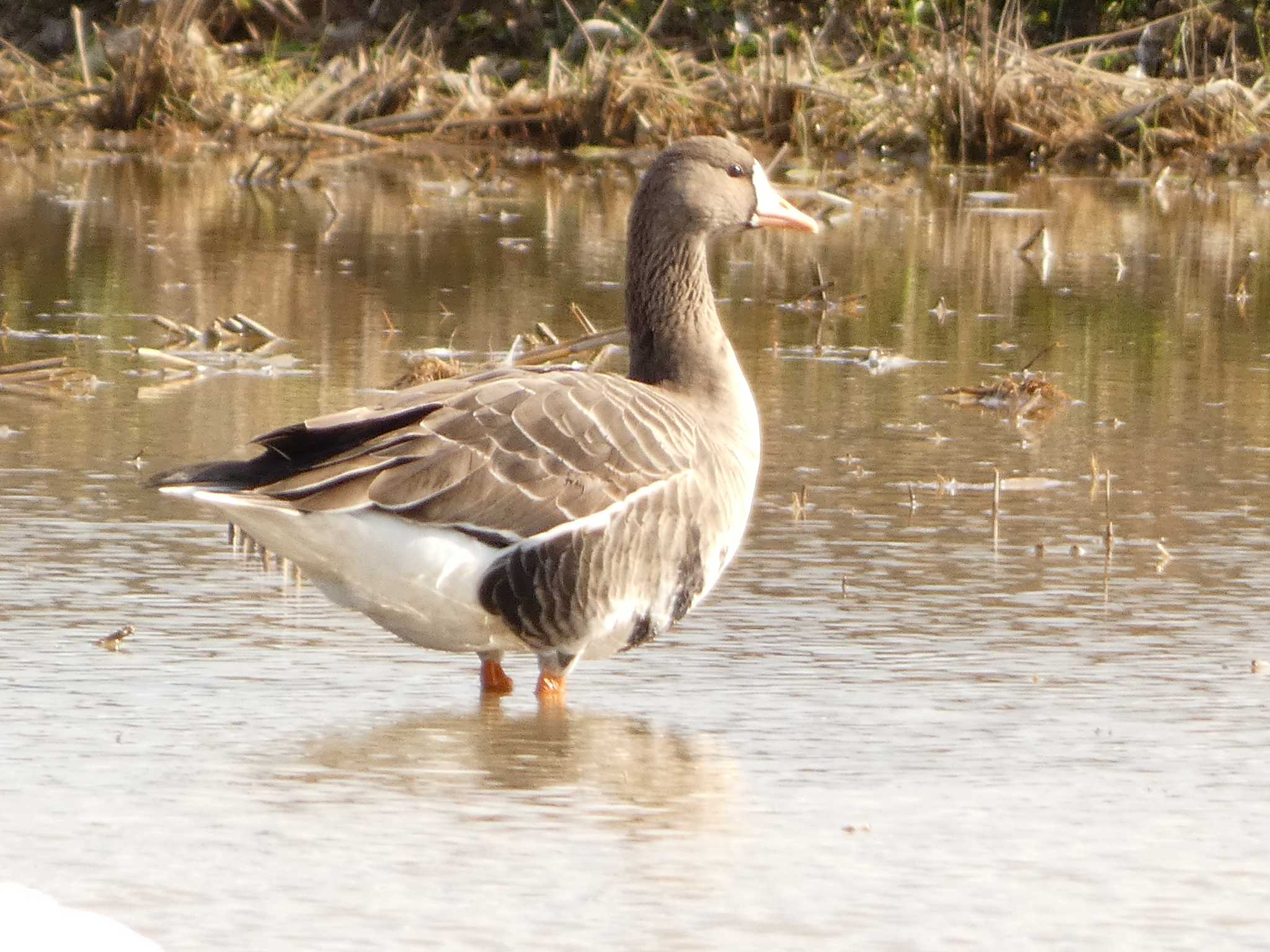 Greater White-fronted Goose