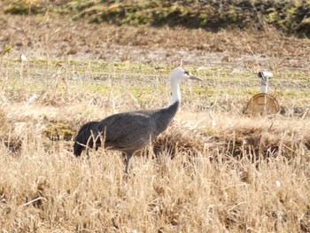 Sat, 2/11/2023 Birding report at 河北潟