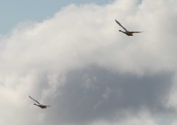 Tundra Swan 河北潟 Sat, 2/11/2023