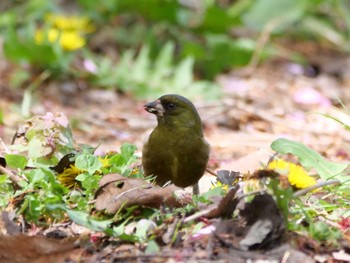 Grey-capped Greenfinch 秩父 Thu, 4/13/2023