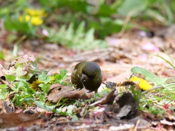 Grey-capped Greenfinch 秩父 Thu, 4/13/2023