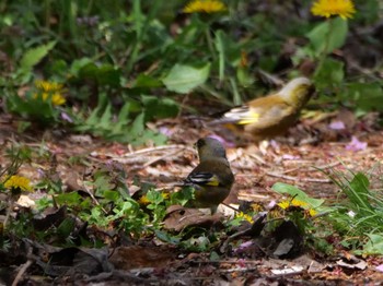 Grey-capped Greenfinch 秩父 Thu, 4/13/2023