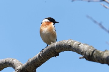 Amur Stonechat 青森県十和田市 Fri, 4/23/2021