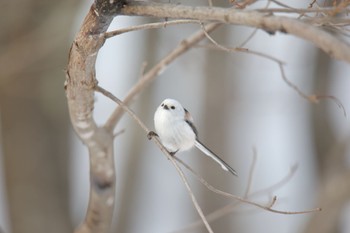 Long-tailed tit(japonicus) 北海道美瑛町 Sun, 3/12/2023