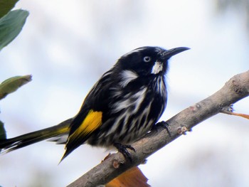 New Holland Honeyeater Australian National Botanic Gardens, Canberra, ACT, Australia Fri, 4/14/2023