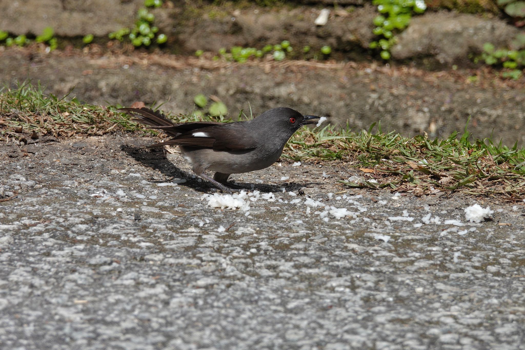 オナガウタイチメドリ