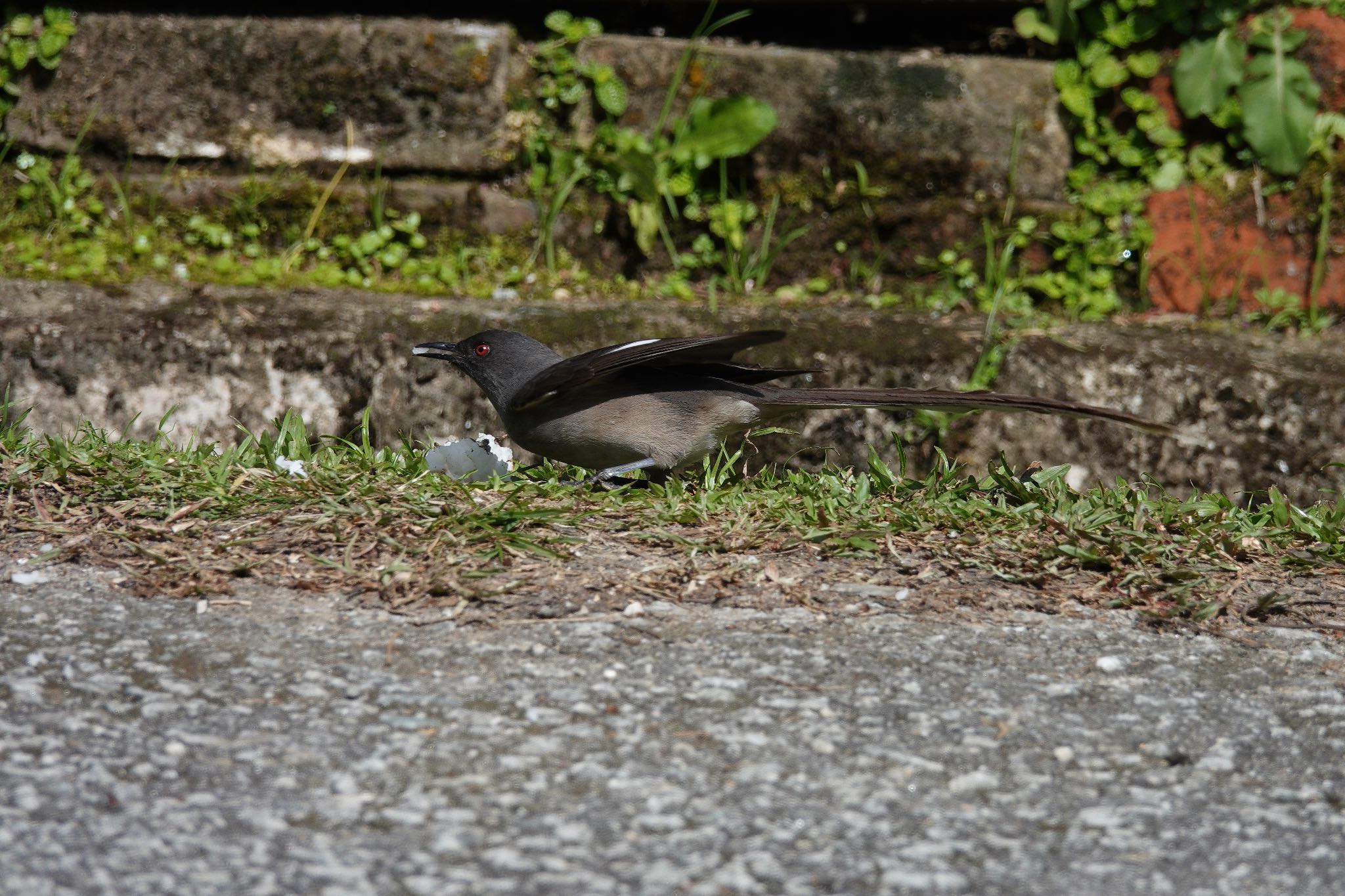 Long-tailed Sibia