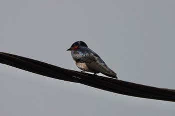 Pacific Swallow Fraser's Hill Thu, 3/9/2023