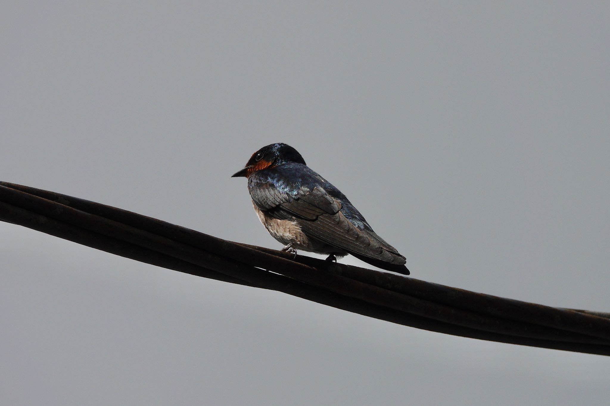 Pacific Swallow