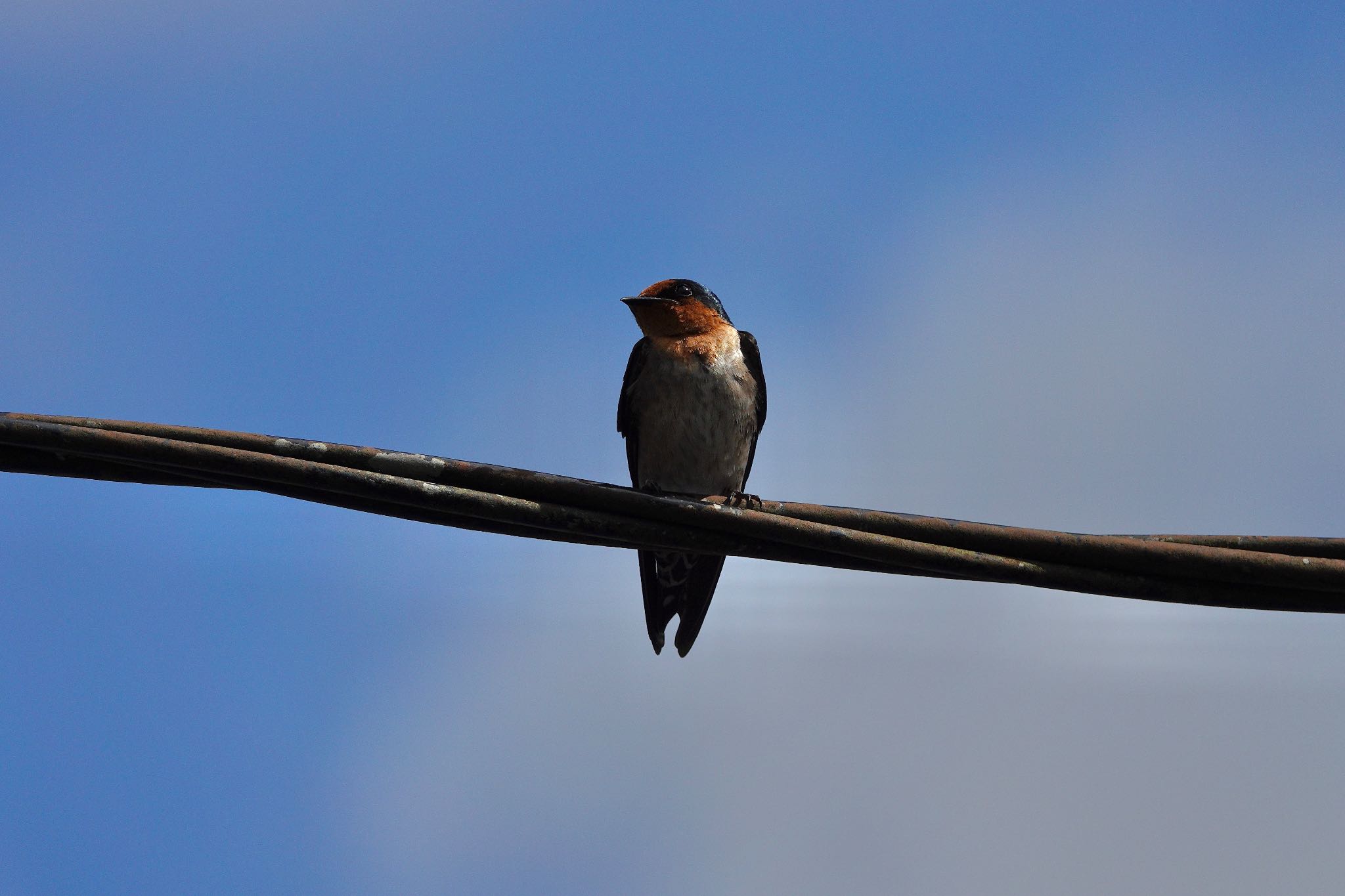 Pacific Swallow