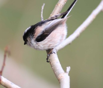 Long-tailed Tit Arima Fuji Park Mon, 3/6/2023