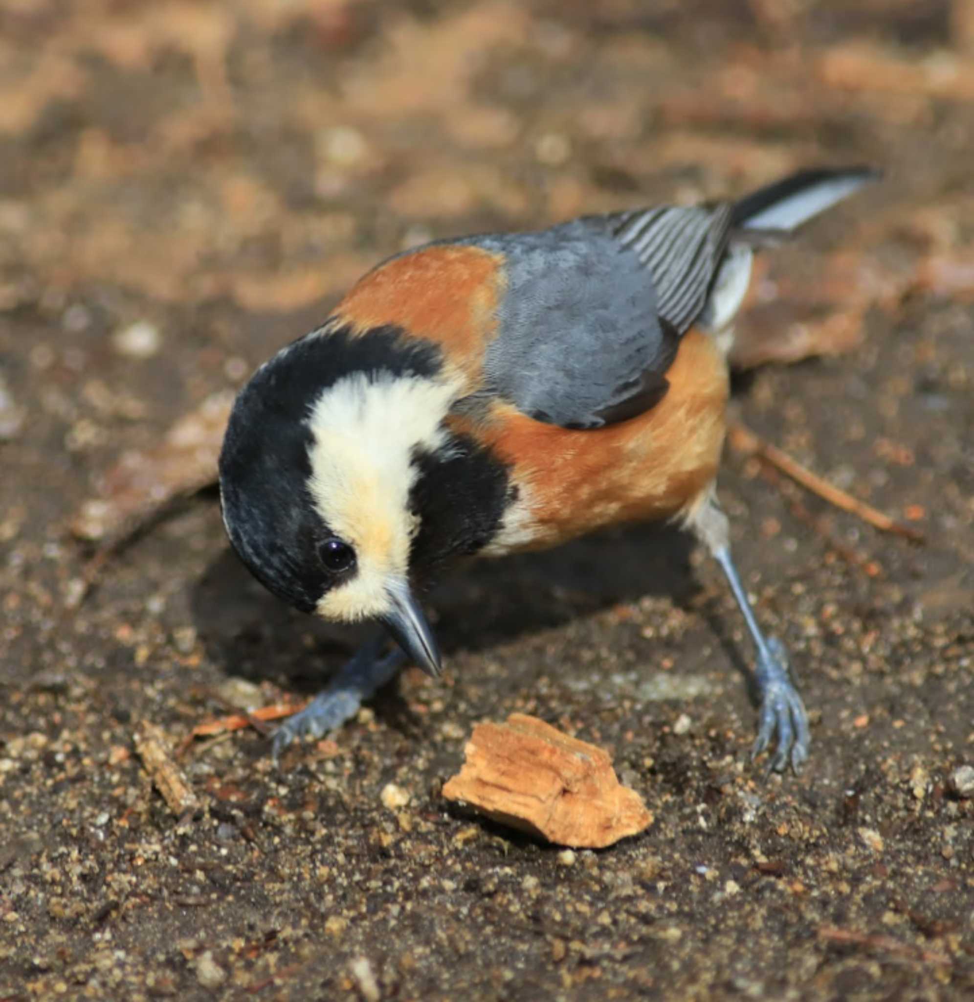 Photo of Varied Tit at Arima Fuji Park by アカウント13008