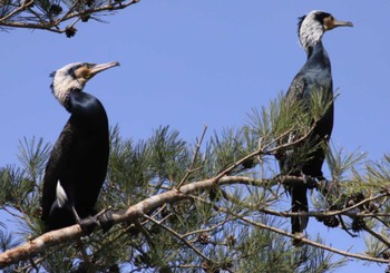 Great Cormorant Arima Fuji Park Sat, 3/11/2023