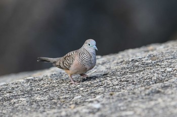 オーストラリアチョウショウバト Granite Gorge (Australia) 2018年5月5日(土)