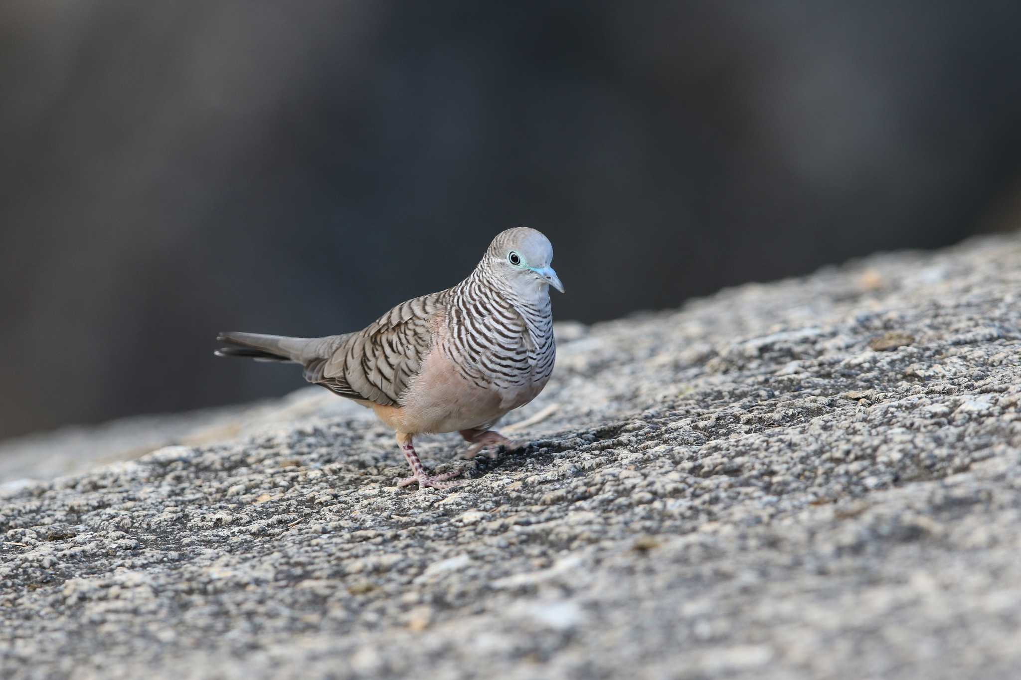 Photo of Peaceful Dove at Granite Gorge (Australia) by Trio