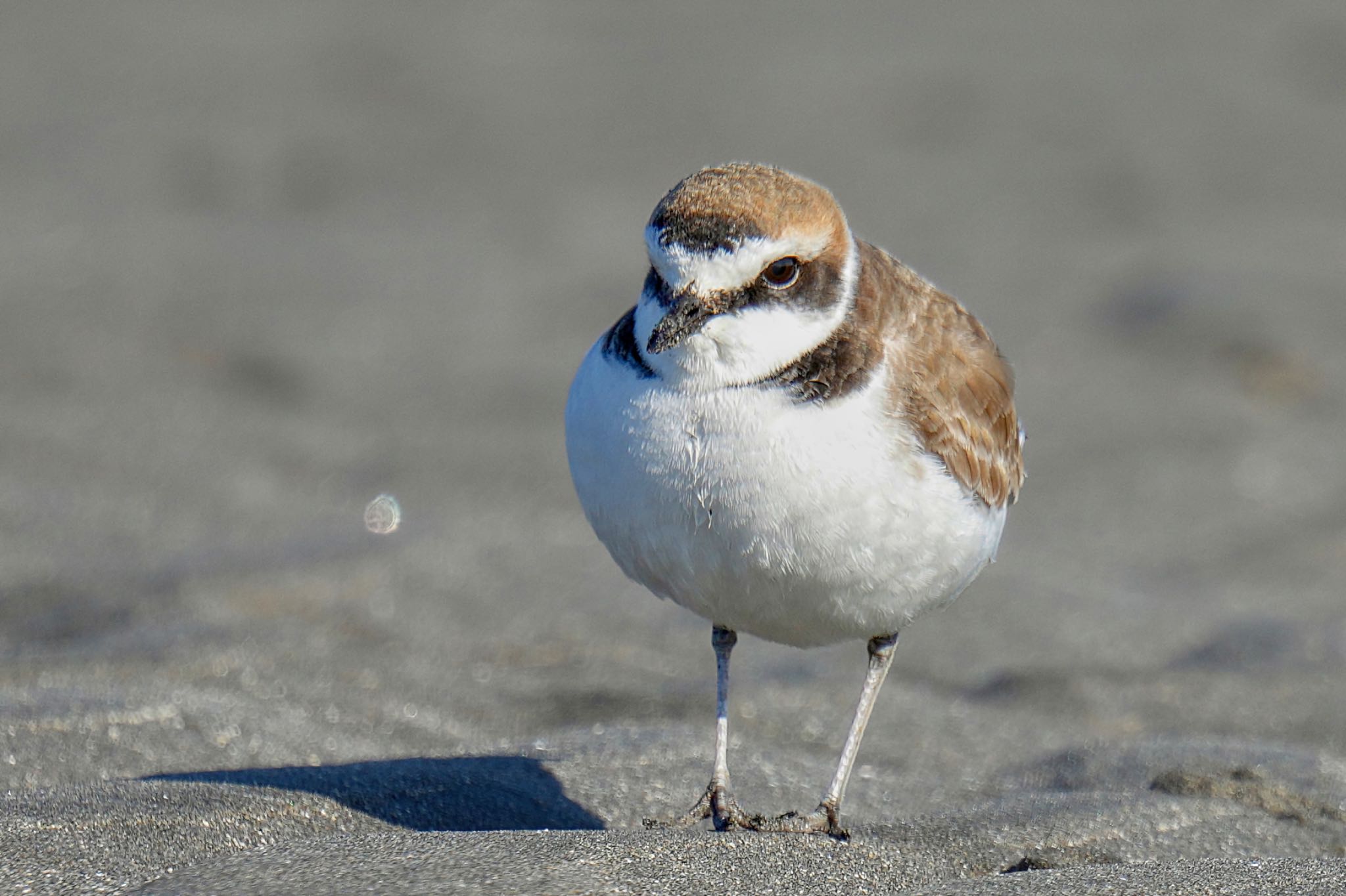 Kentish Plover