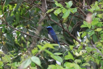 Blue-and-white Flycatcher 芦屋市総合公園 Tue, 4/18/2023