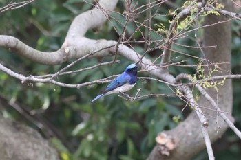 Blue-and-white Flycatcher 芦屋市総合公園 Tue, 4/18/2023