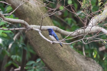 Blue-and-white Flycatcher 芦屋市総合公園 Tue, 4/18/2023