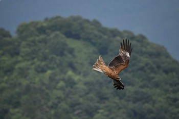 トビ 彦根城 2018年5月27日(日)