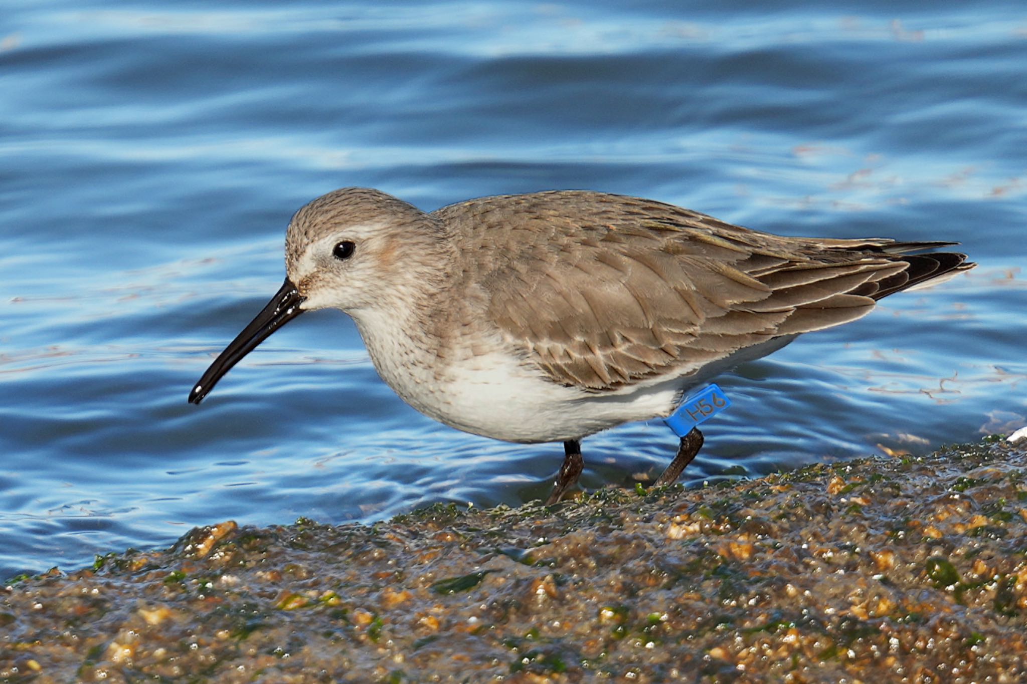 Photo of Dunlin at Sambanze Tideland by アポちん