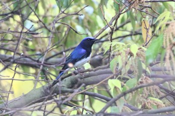 Blue-and-white Flycatcher 兵庫県神戸市 Wed, 4/19/2023