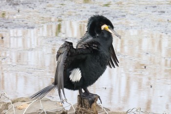 カワウ 境川遊水地公園 2023年4月18日(火)