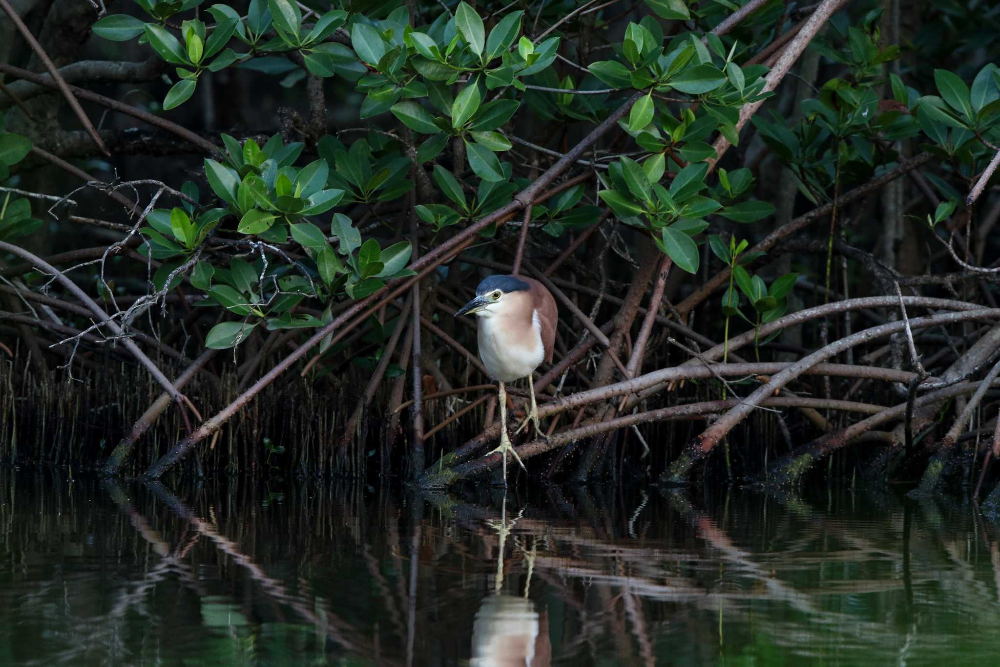 Photo of Nankeen Night Heron at Flecker Botanical Garden(Cairns) by Trio