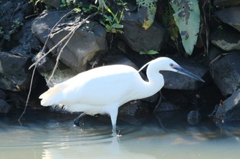 コサギ 桜川(水戸市) 2023年4月19日(水)