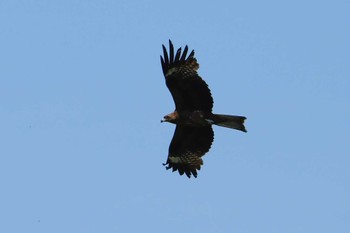 2023年4月19日(水) 那珂川の野鳥観察記録