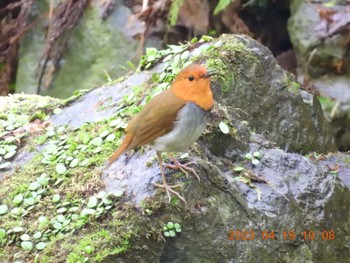 Japanese Robin 養老公園 Wed, 4/19/2023