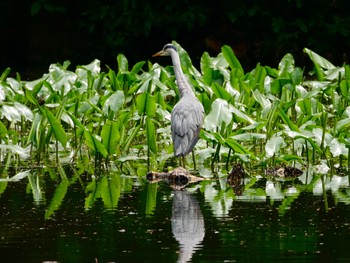 Grey Heron Meiji Jingu(Meiji Shrine) Wed, 4/19/2023