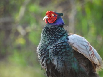 Green Pheasant 佐潟 Wed, 4/19/2023