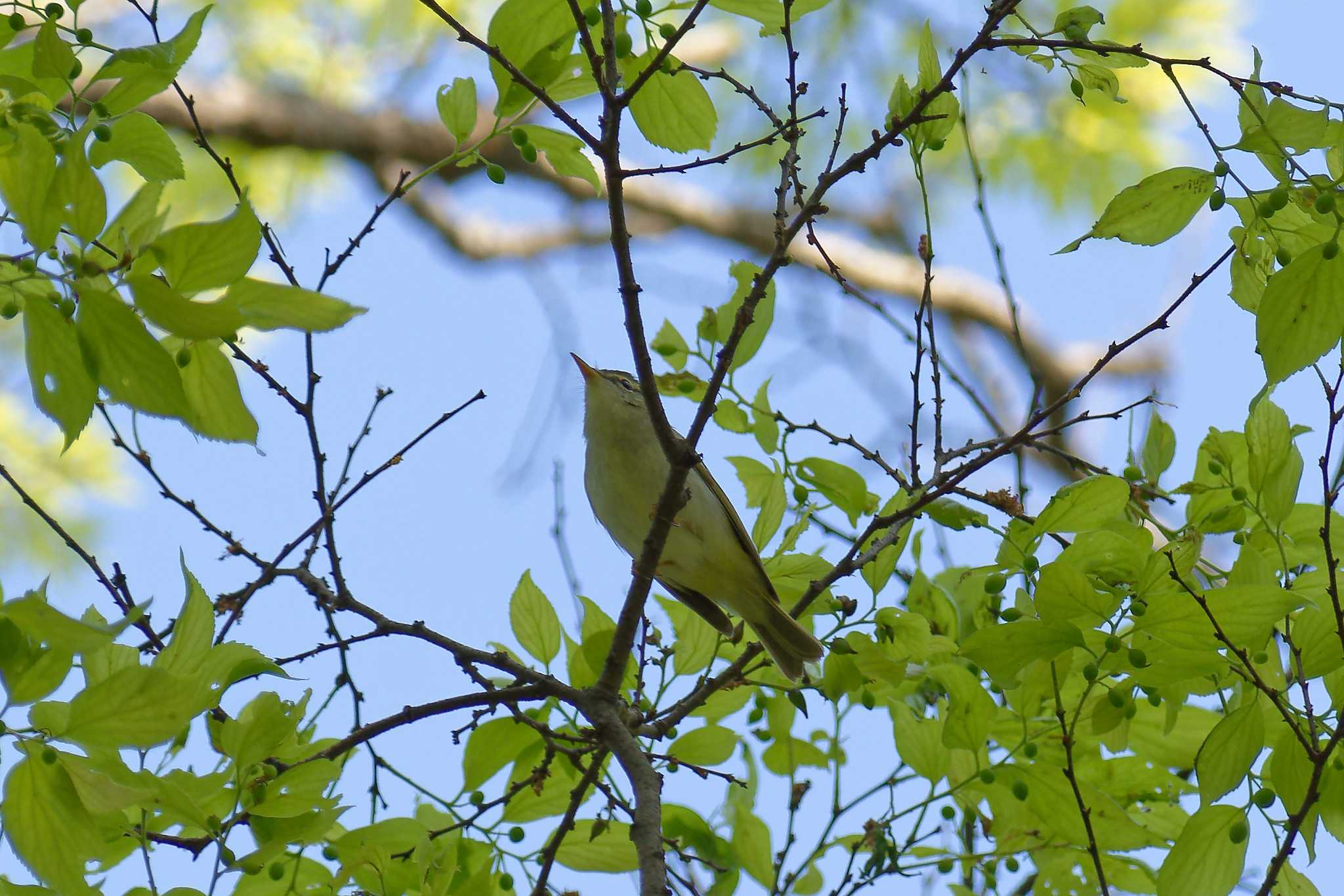 Eastern Crowned Warbler