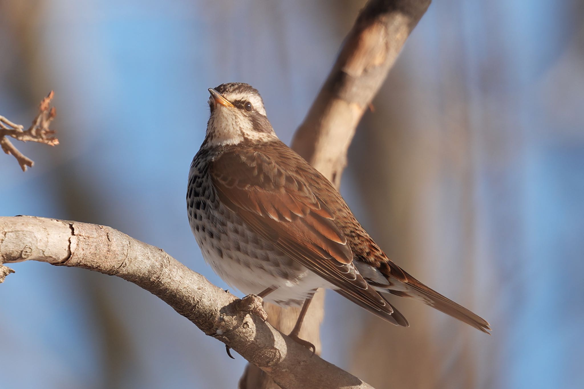 Dusky Thrush